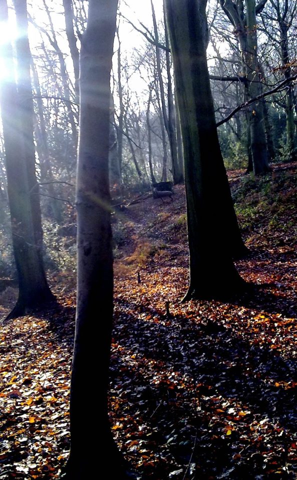 3D Deer between the trees