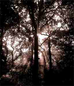 smoke in the trees-blog - a