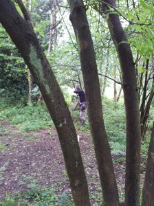 3D Fox though the trees