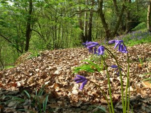 bluebells Blue bells in the wood