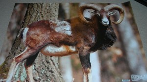 target face - merlin ram