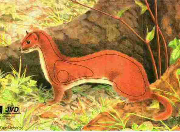 JVD Ermin target face