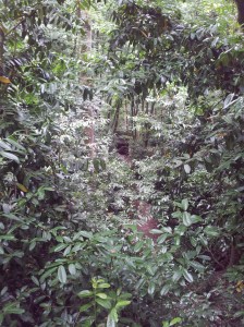 3D Grizzly bear in the distance