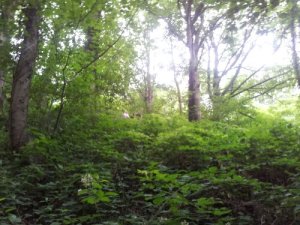 View up the slope after shooting down the hillside