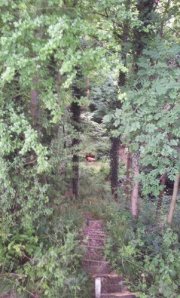 downhill 3D mountain lion