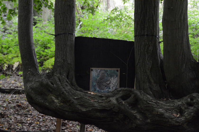 2013 NFAS Nationals red squirrel