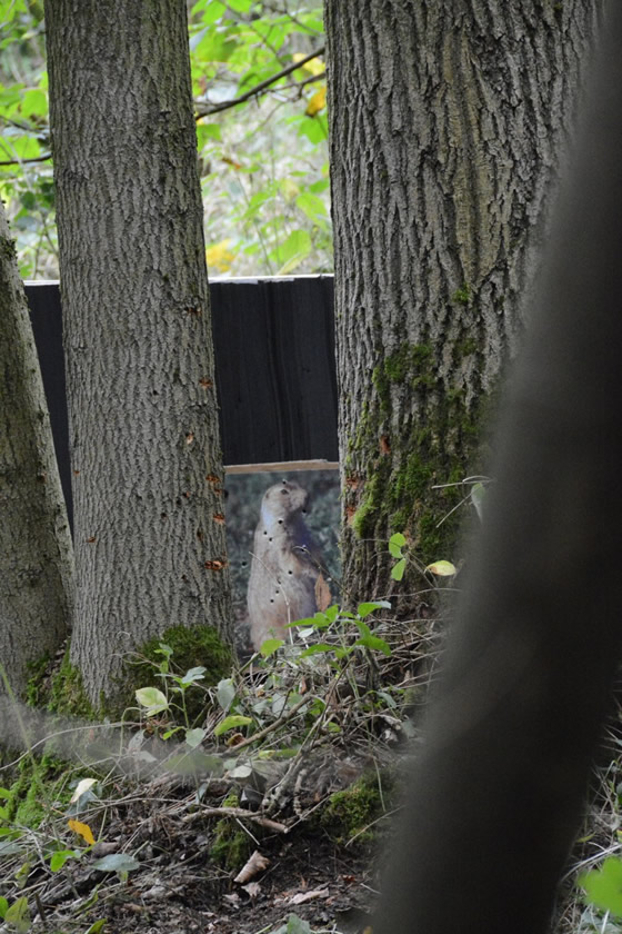 Tight shot between trees Nationals B course sunday