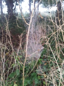 hedgerow spiderwebs