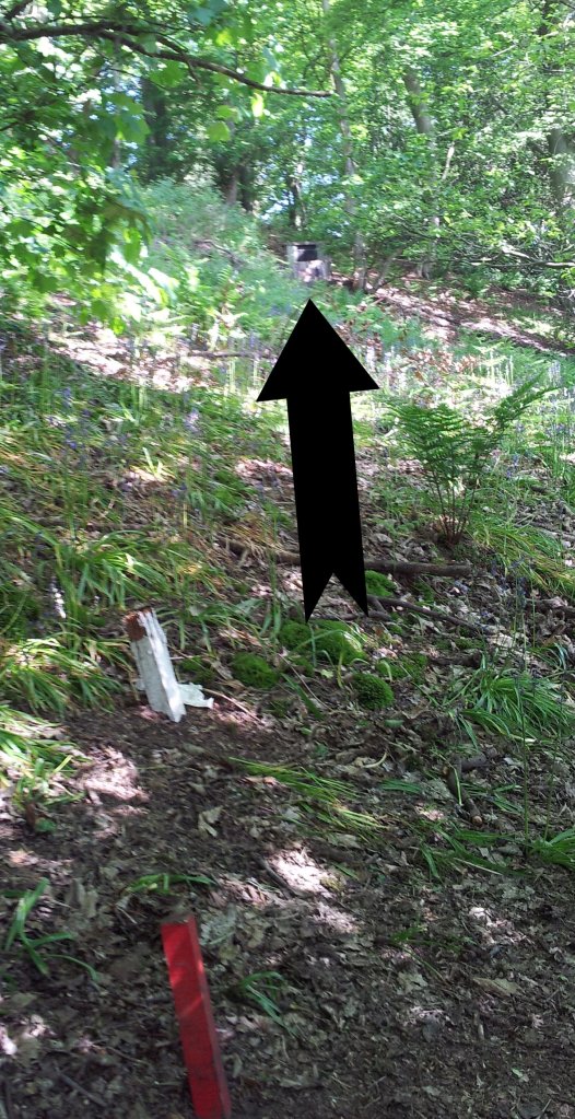 Arrows shows the target