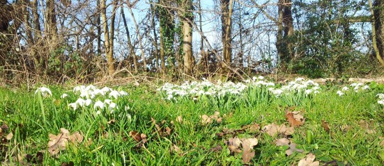 spring is almost here - snowdrops