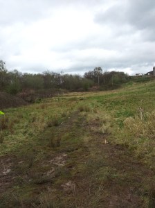 3D crocodile in the grass