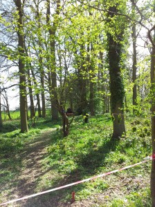 Tiger Shot on A course