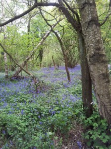 Bluebells at Long Eaton wood