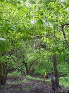 Lyme Valley May 2014