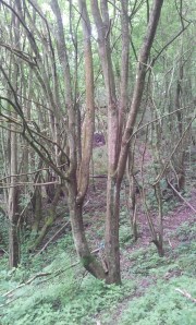 Opening shot at Hawk small brown 3D