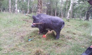 Lucky shot on boar
