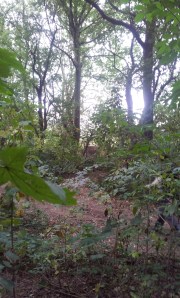 Day 1 - A course paper face wolf