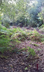 One of the long shots 3D Ram