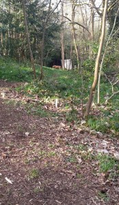 Ever present tiger 3D