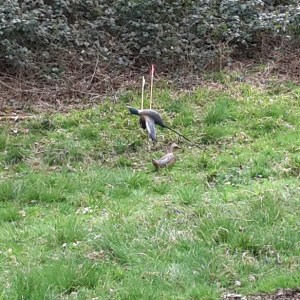 The 3D  duck with Sharon and my arrow in