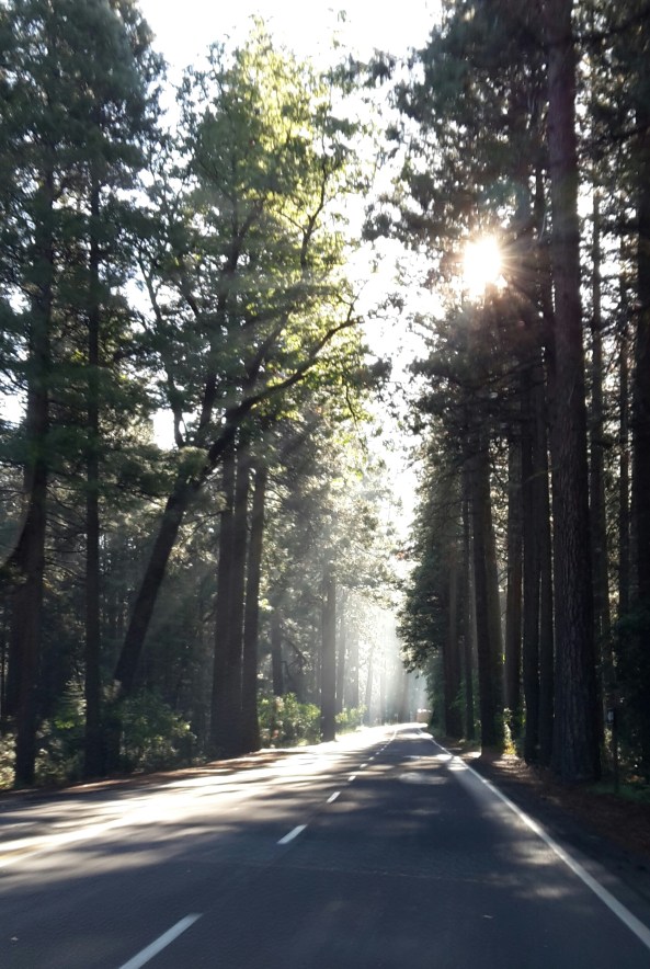 Sun in the trees at Yosemite Park