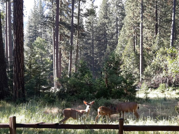 Yosemite valley deer in early morning