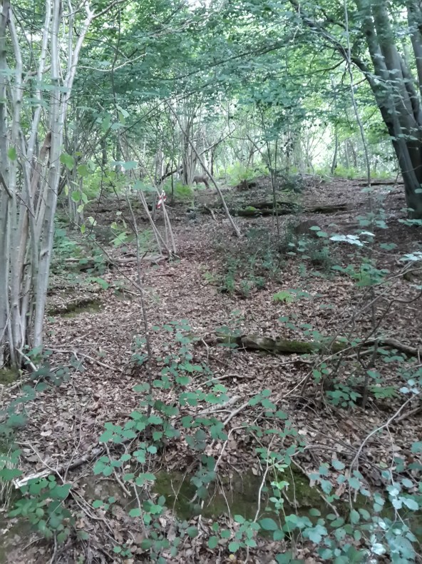 Hawk - uphill 3D deer