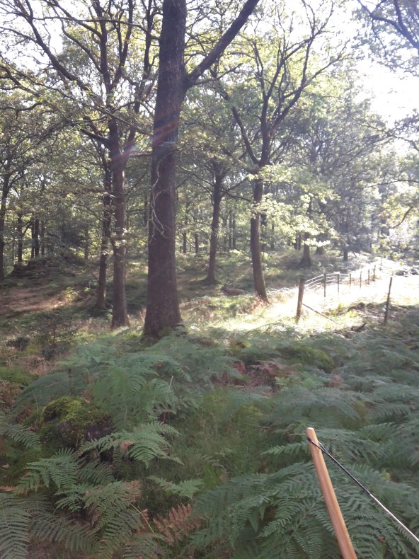 A course - bedded elk 3D from the blue peg