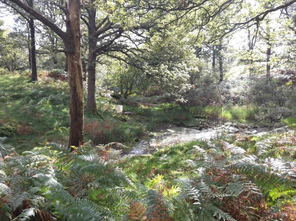 A course - 3D crocodile - seen from the side