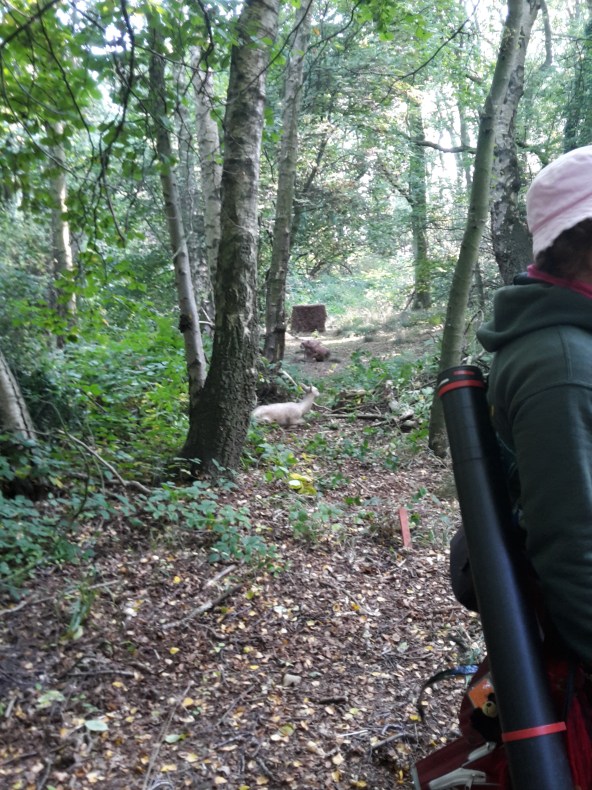 Predator / Prey shot up close