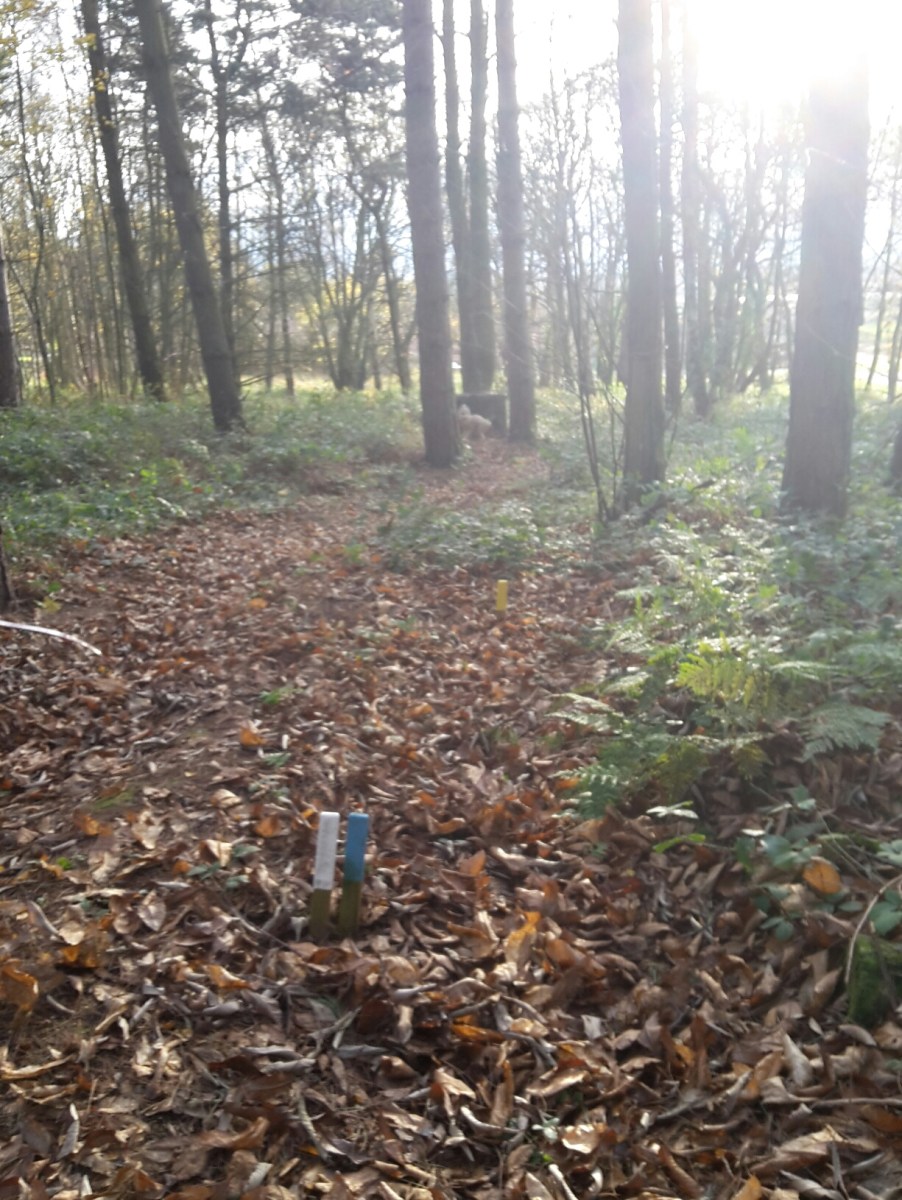 3D baboon in the morning sun light