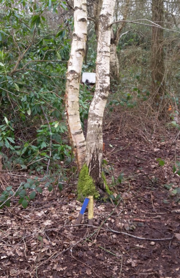 Great framed shot through the trees