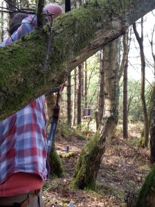 Another 3D between trees