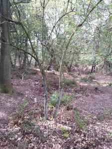 Second target of the day 3D antelope