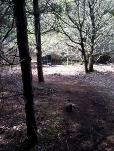 Small 3D cat in the sun