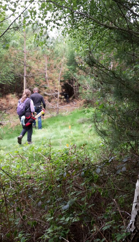 Cobra in the shadows on Y course