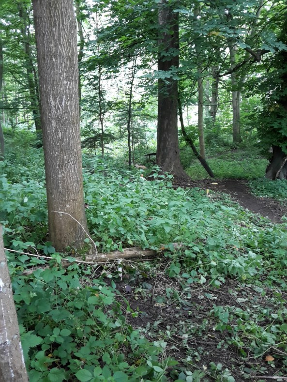 Long down hill 3D fox on first day