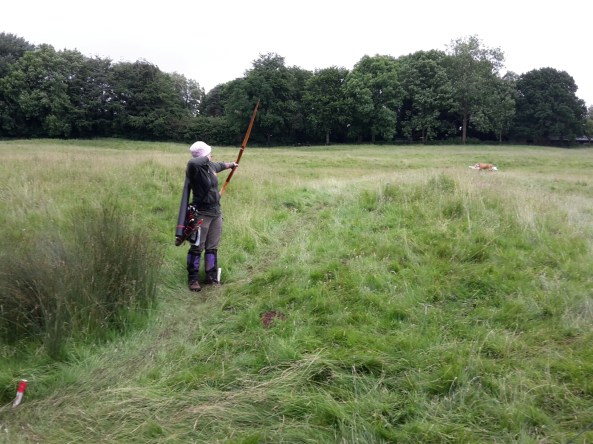 3D tiger in the field on Sunday