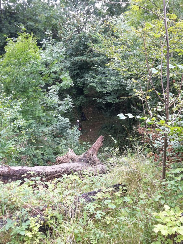 Bear 3D from the red peg