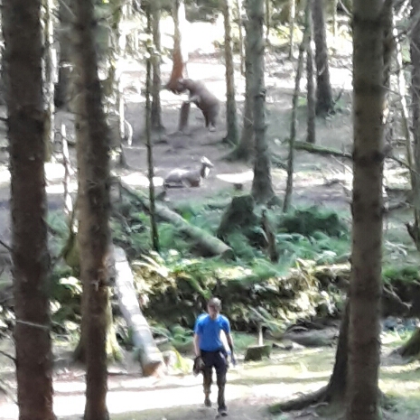 Chris walking back from white peg Tfor the 3D grizzly bear