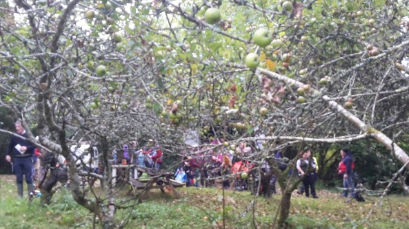 Admin at Bude through the orchard
