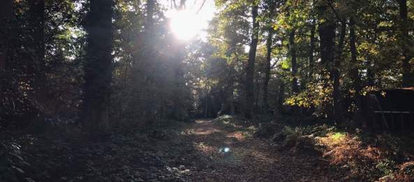 Autumnal sunlight through the trees