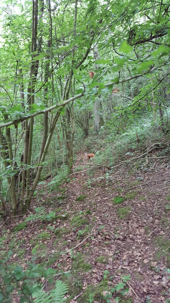 3D fox at Hawk grounds