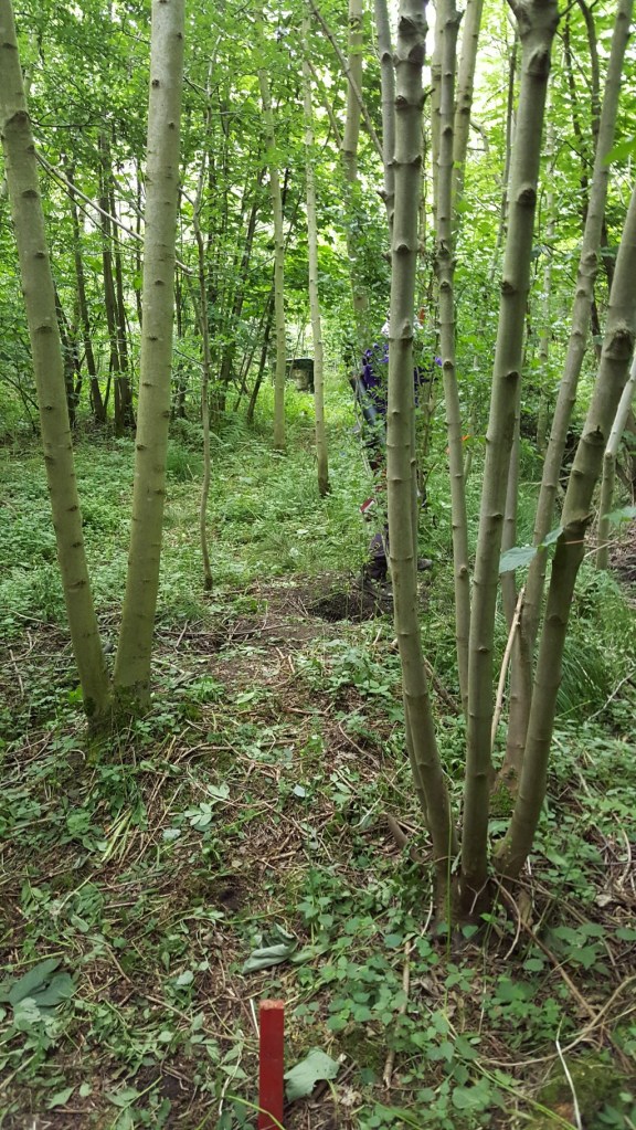 Our first target a hessian owl