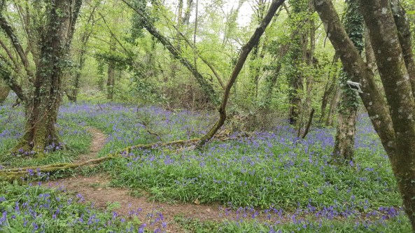 The bluebells the shoot is named after