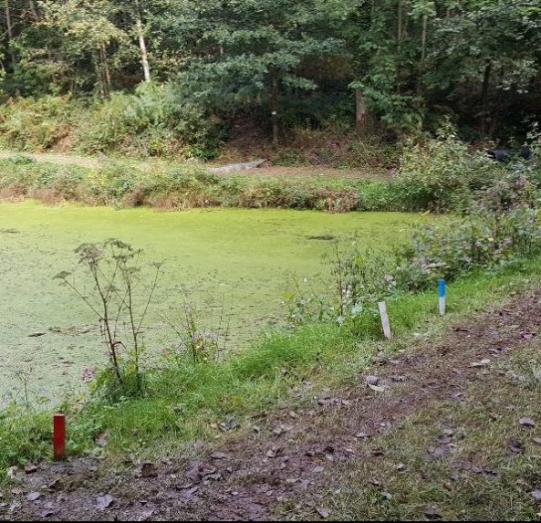 Crocodile 3D across pond on B course