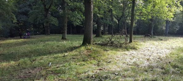 A course woodland - 3D deer by the tree