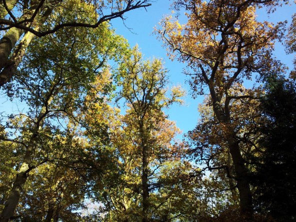 Tree canopy in the autumn