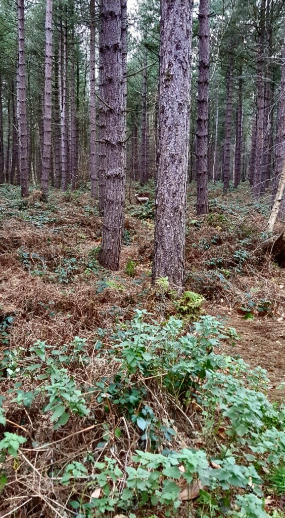 3D deer between the trees