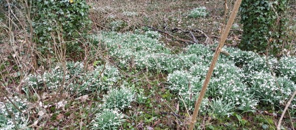 Banks of snowdrops at Centaura